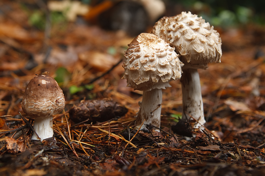 Macrolepiota rhacodes Knolparasolzwam 